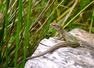 Lizard on a Log by Laura Snell
