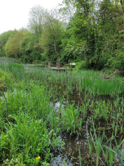 1 Red River LNR Typha stands in water