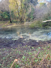 20250222 Pond 2