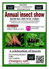 2025 DaNES Insect Show poster