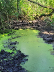 2 pond bank rebuilt